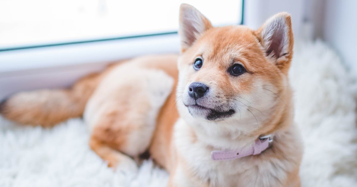 Senior dog lying on a orthopedic bed, eyes relaxed